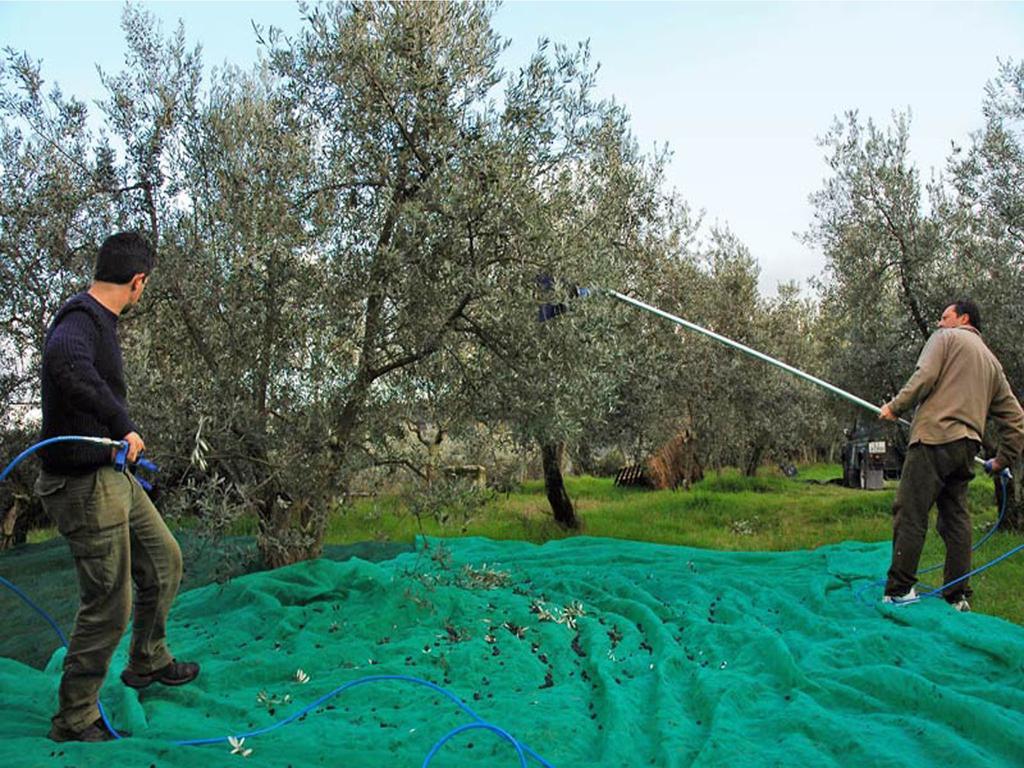 Marina di Cerveteri Agriturismo Borgo Dell'Aschettoヴィラ 部屋 写真