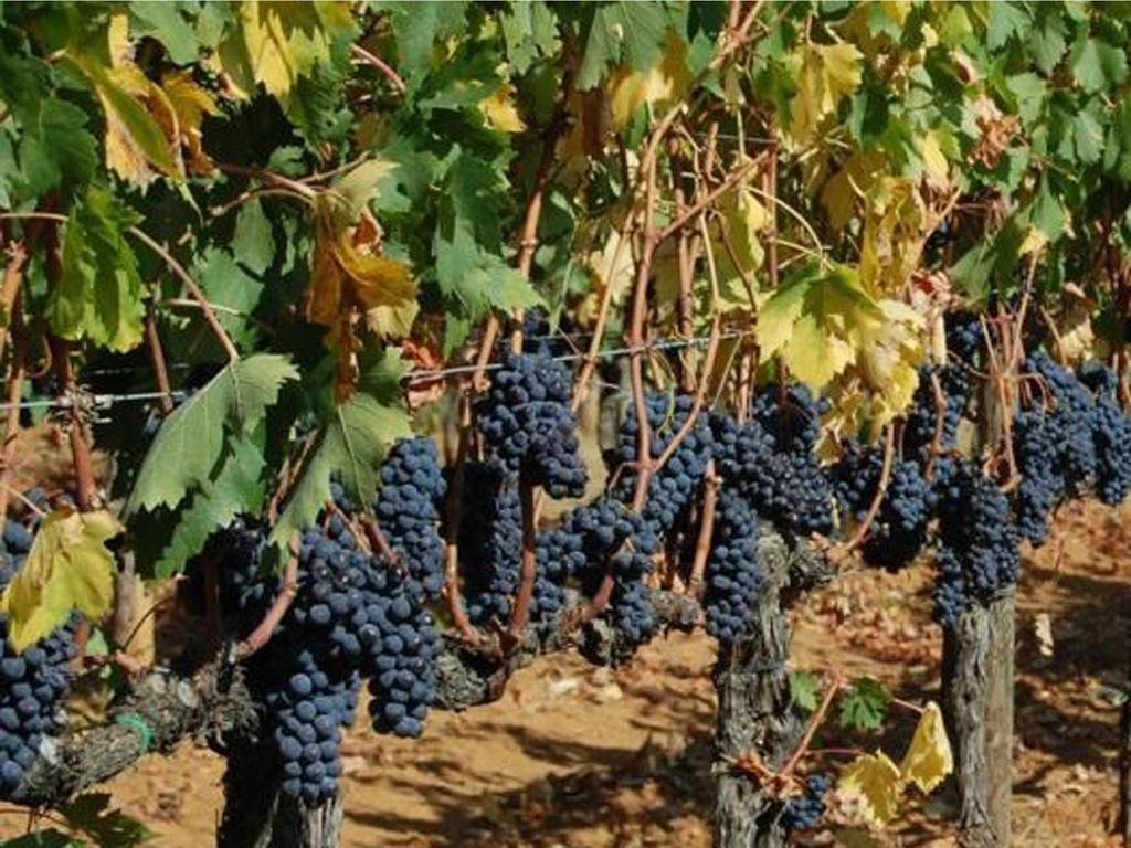 Agriturismo Borgo Dell'Aschetto Marina di Cerveteri 部屋 写真