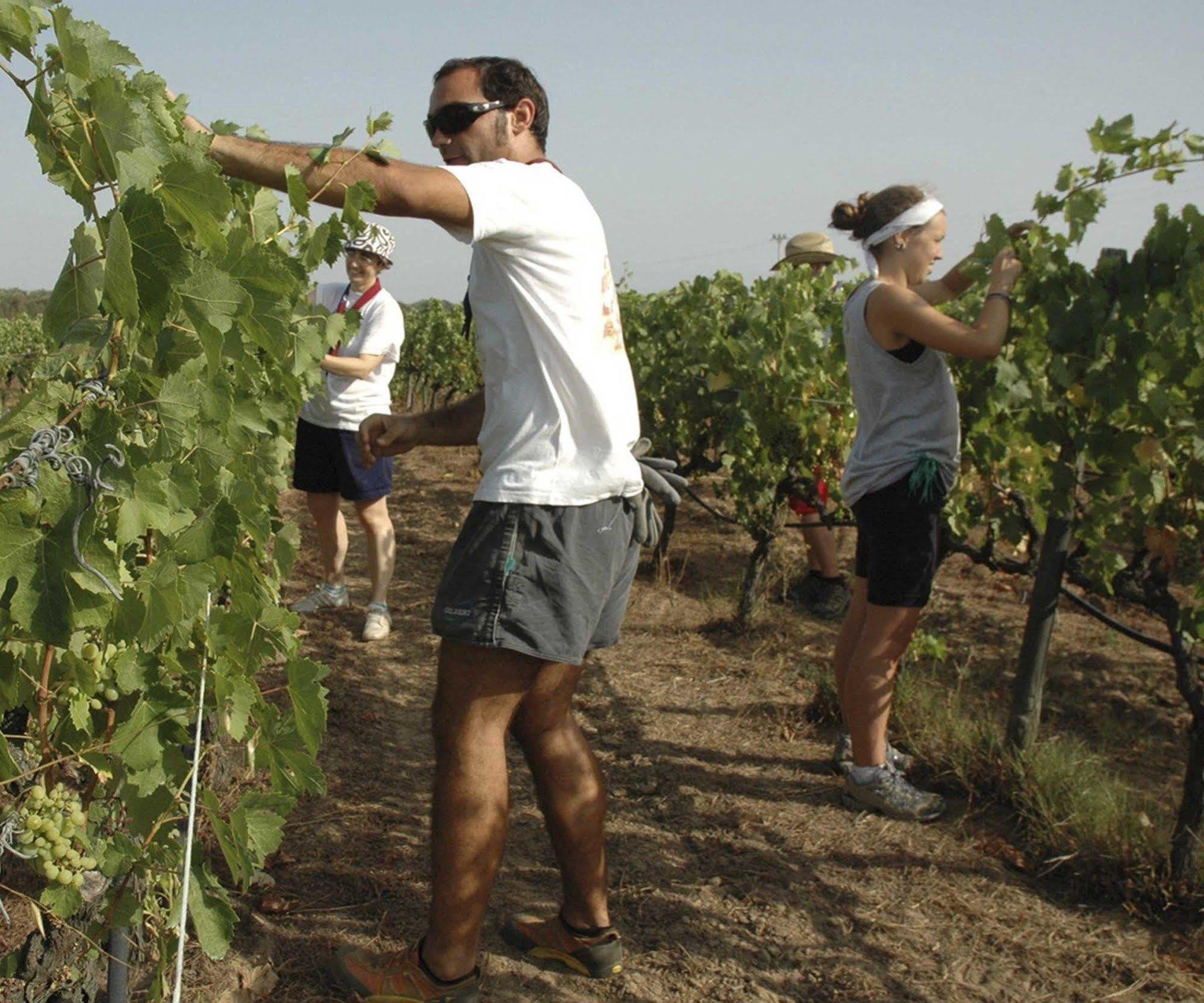 Marina di Cerveteri Agriturismo Borgo Dell'Aschettoヴィラ エクステリア 写真